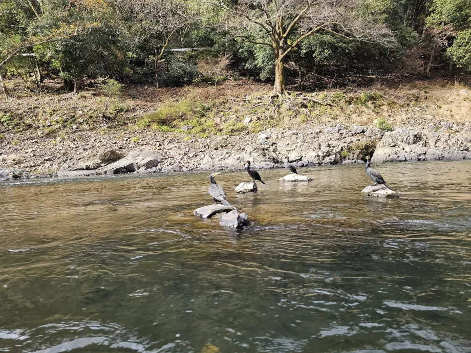 Cormorans sur la rivière