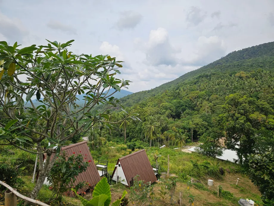 Jungle à l'intérieur de Koh Phangan