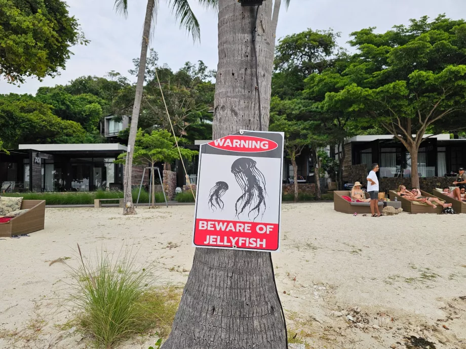 Plage de Rin Nai, attention aux méduses