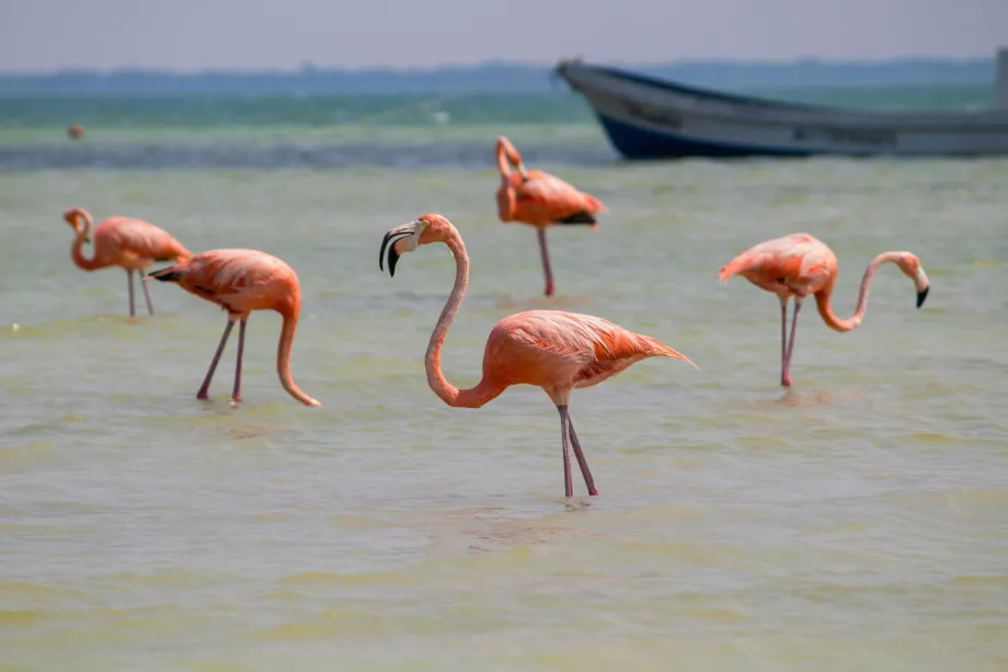 Des flamants roses à Holbox