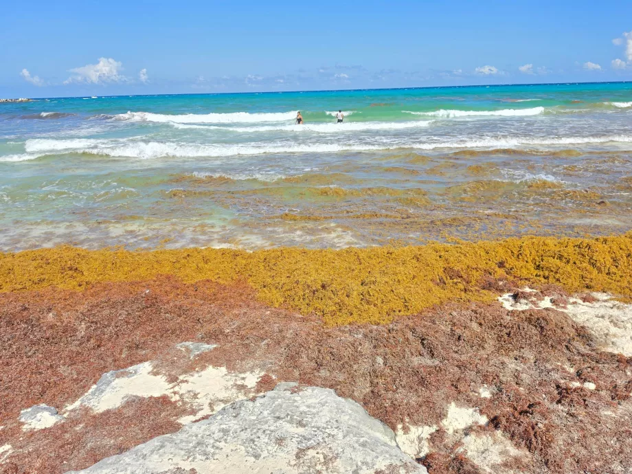 Playa Gaviota Azul, sargasses