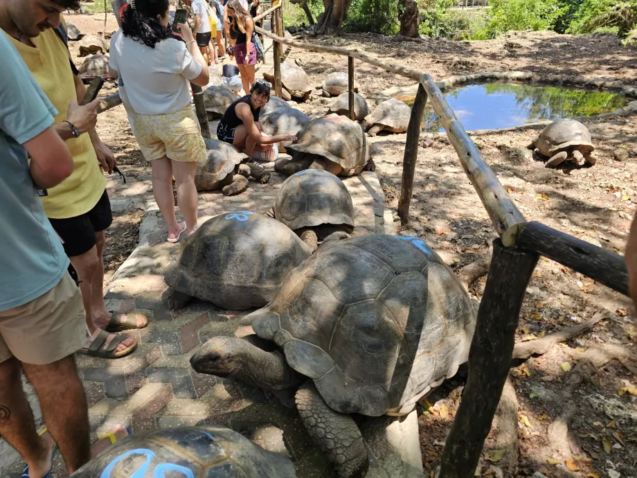 Île Prison, tortues géantes