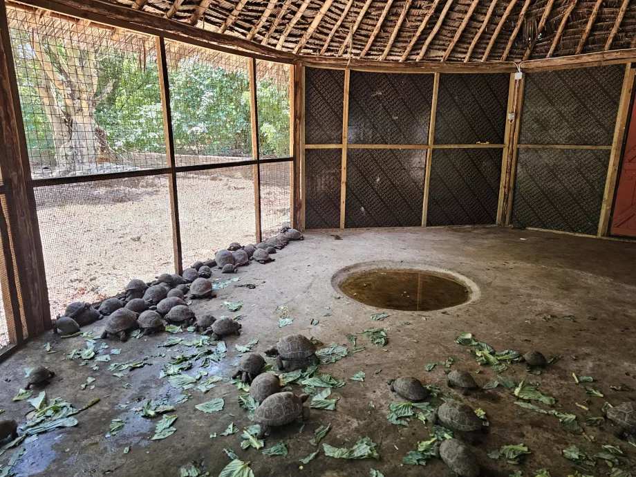 Île Prison, tortues géantes