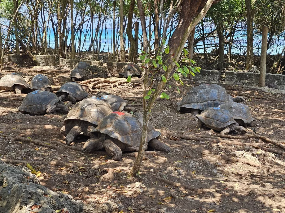 Île Prison, tortues géantes
