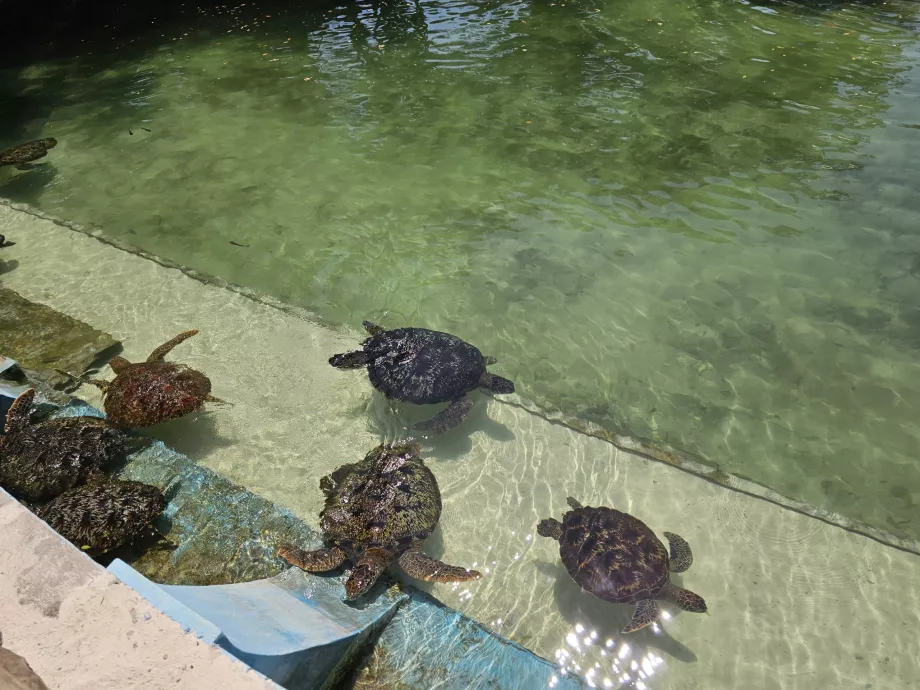 Nungwi, aquarium de Mnarani