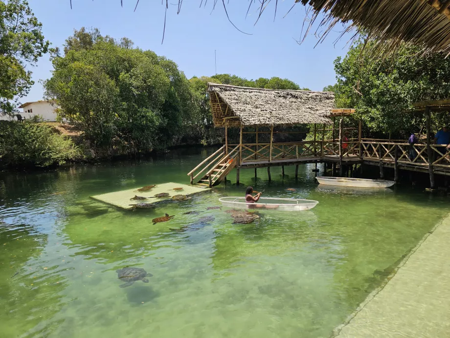 Nungwi, aquarium de Mnarani