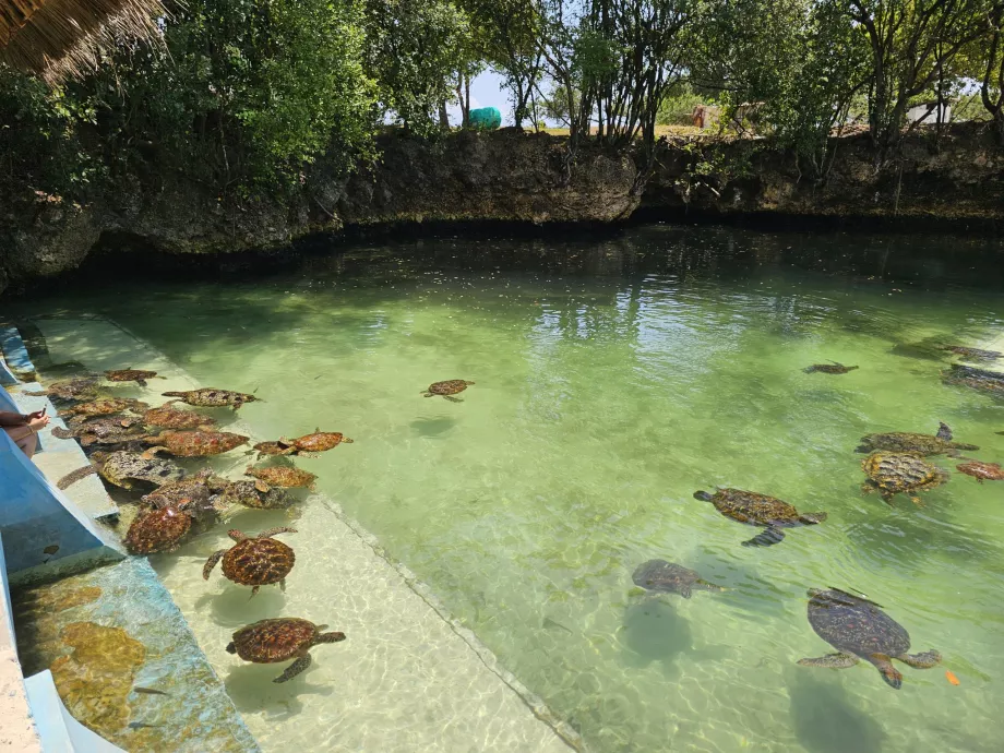 Nungwi, aquarium de Mnarani