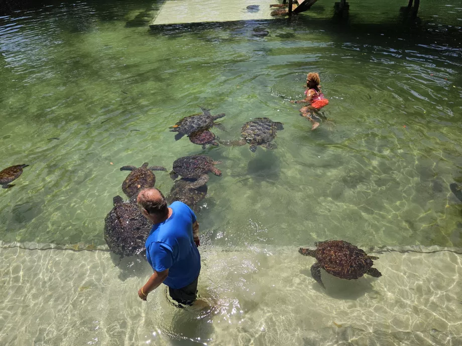 Nungwi, aquarium de Mnarani