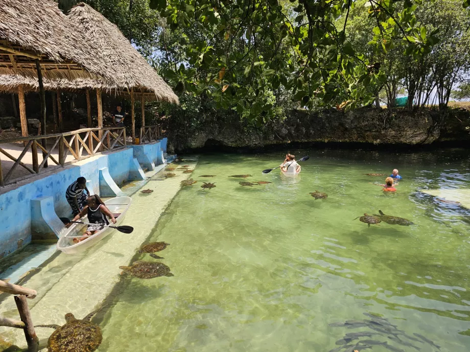 Nungwi, aquarium de Mnarani
