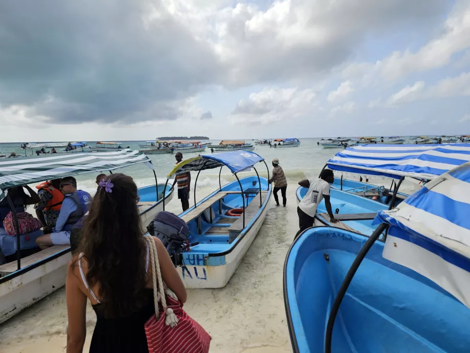 Embarquement chaotique - croisière à la rencontre des dauphins
