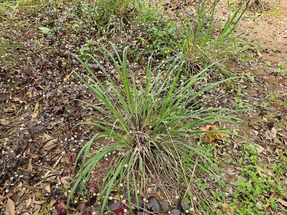 Citronnelle