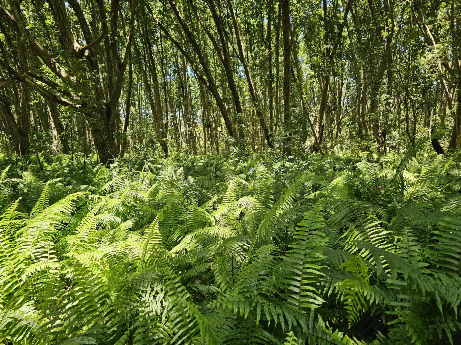 Forêt de Jozani