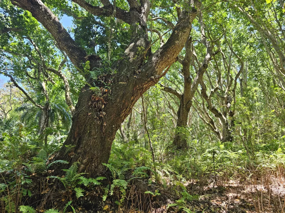 Forêt de Jozani