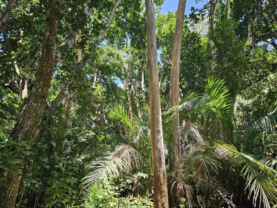 Forêt de Jozani