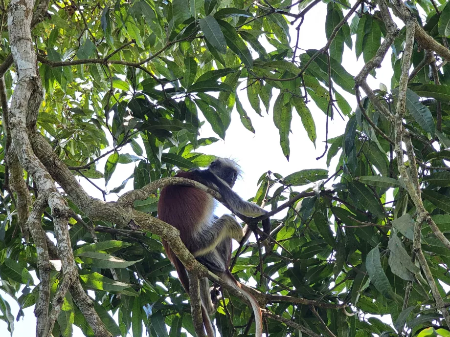 Forêt de Jozani, singe