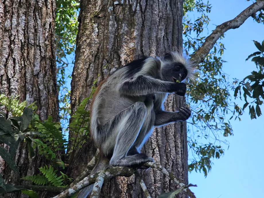 Forêt de Jozani, singe