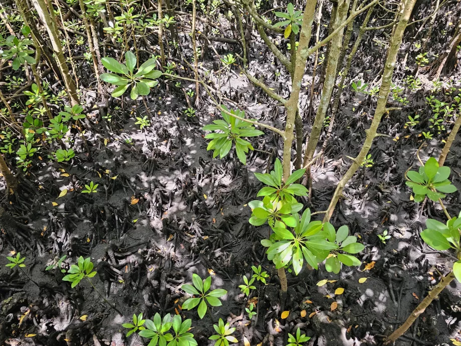 Forêt de Jozani, mangroves