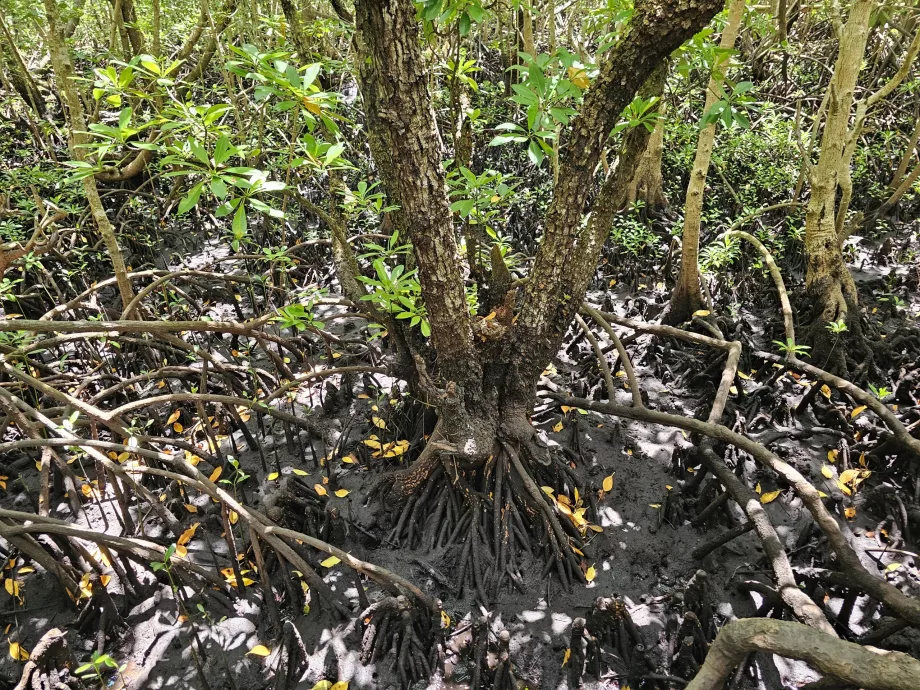 Forêt de Jozani, mangroves