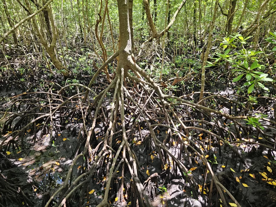 Forêt de Jozani, mangroves