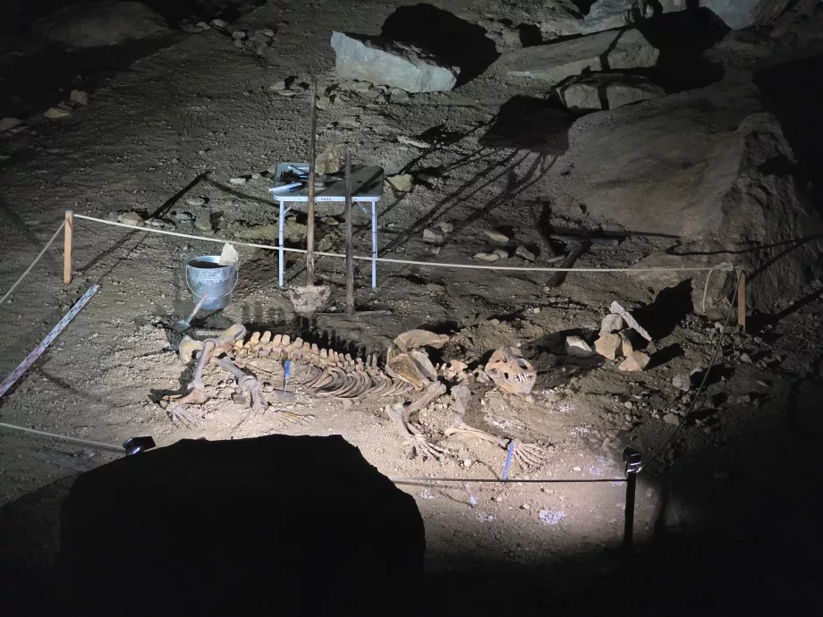 Squelette d'un ours des cavernes