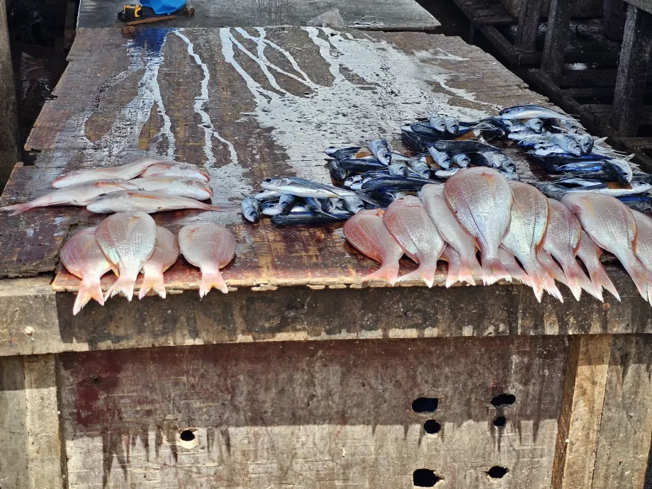 Marché aux poissons de Ferry