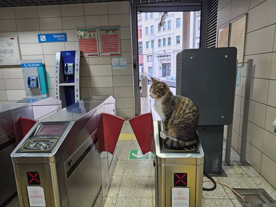 Chat sur le tourniquet à l'entrée de la gare