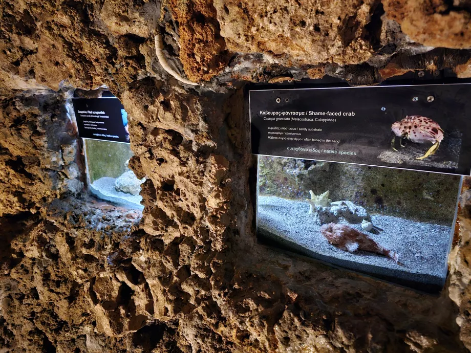 Aquarium de Rhodes