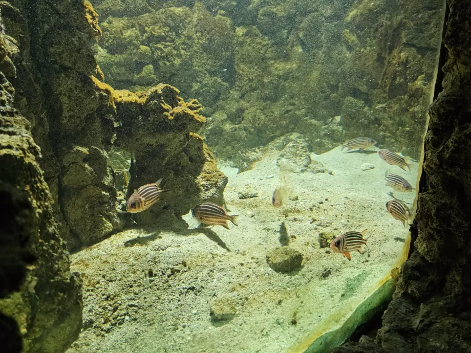 Aquarium de Rhodes