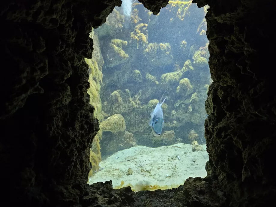 Aquarium de Rhodes