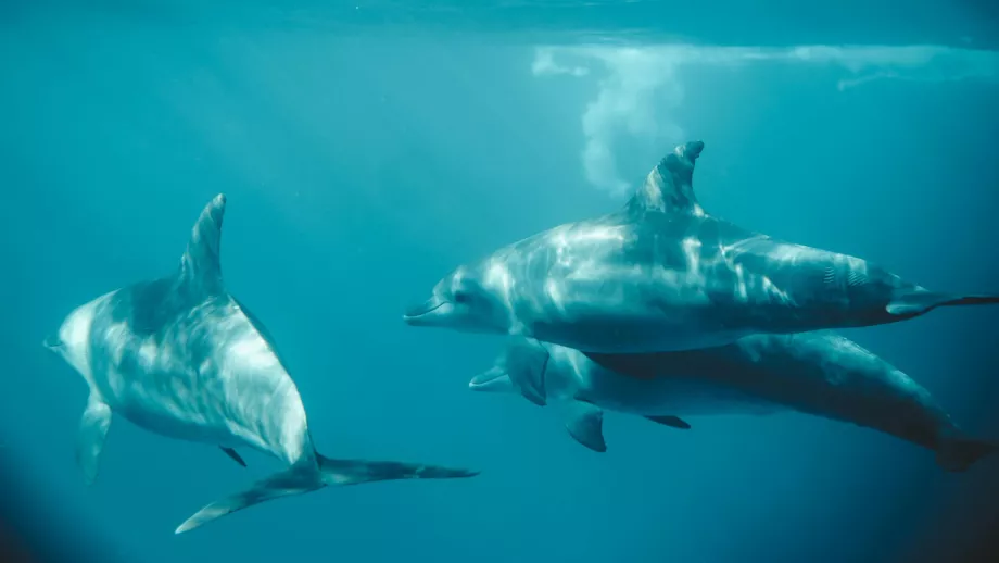 Dauphins à Zanzibar