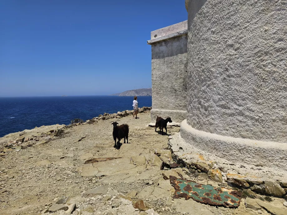 Chèvres au phare de Prasonisi
