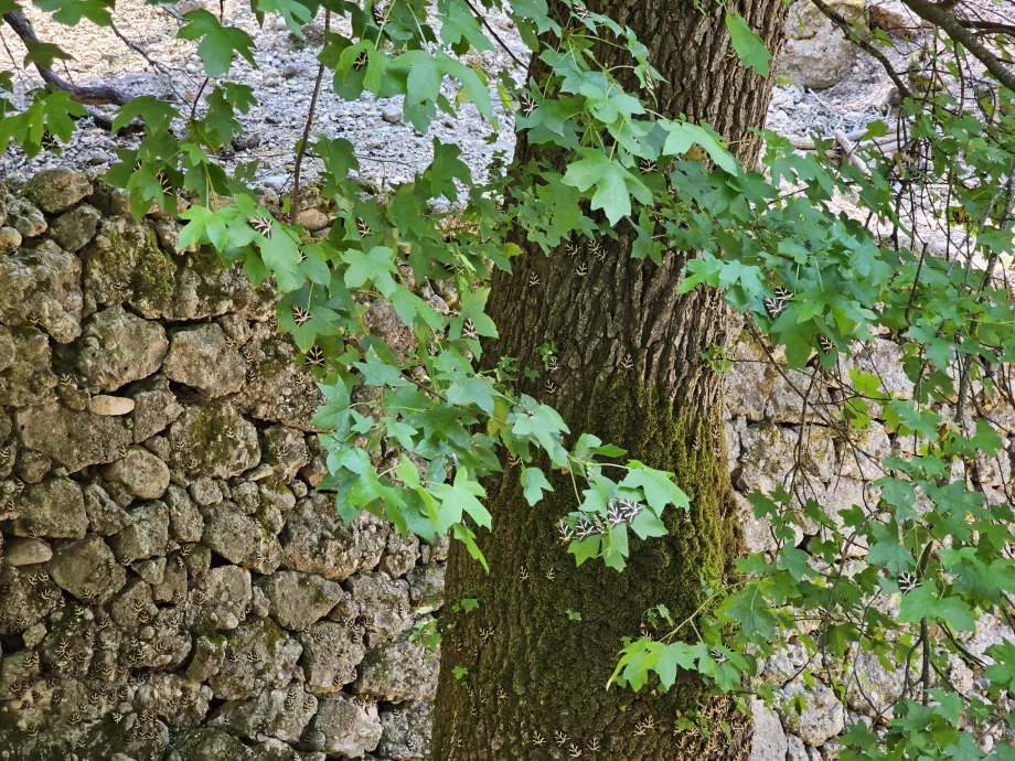 Vallée des papillons