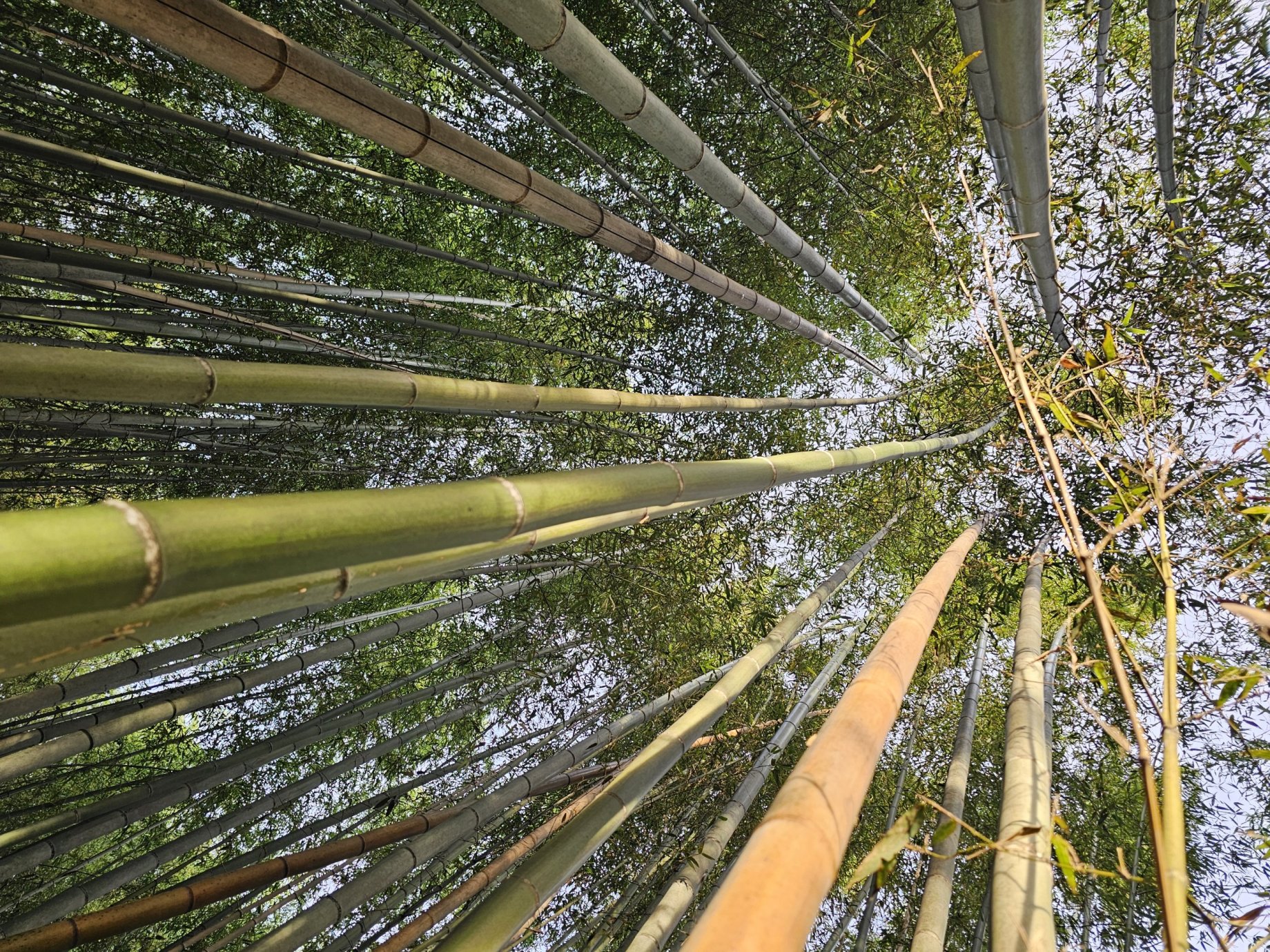 Forêt de bambous, Kyoto - tout ce qu'il faut savoir
