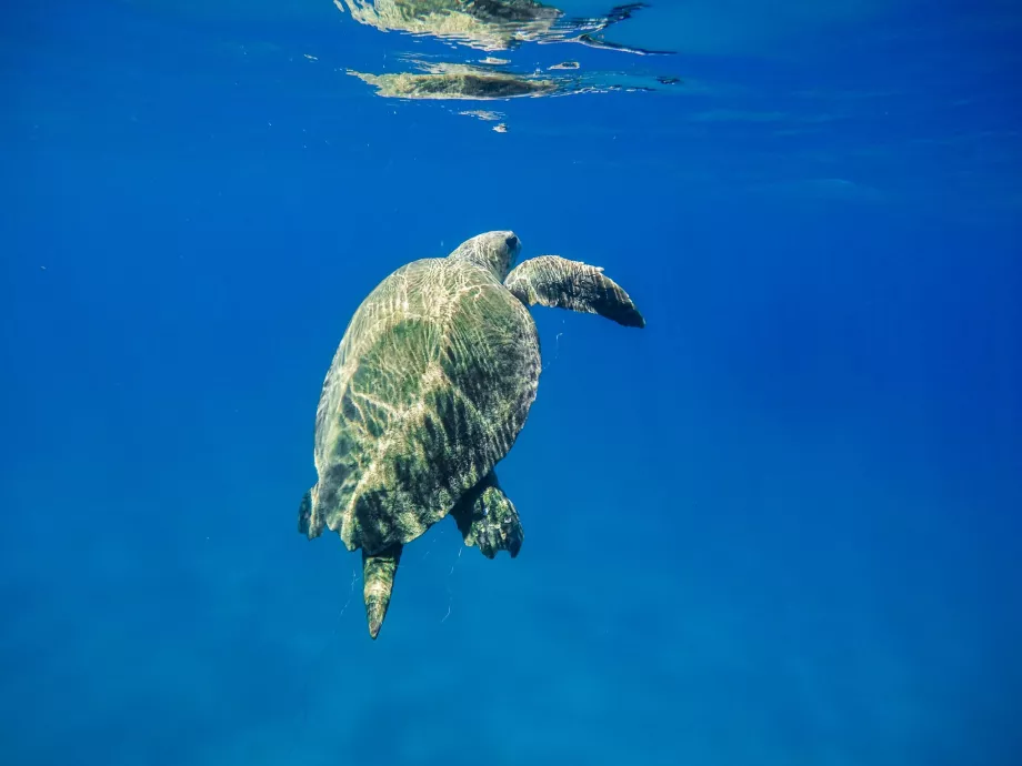 Tortues à Zakynthos