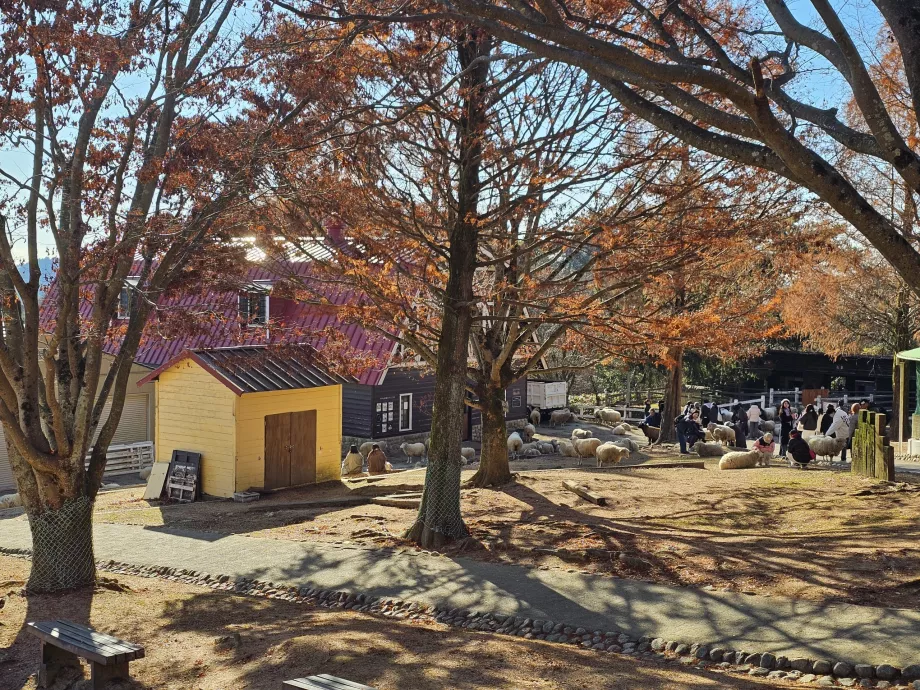 Pâturage de Rokkosan