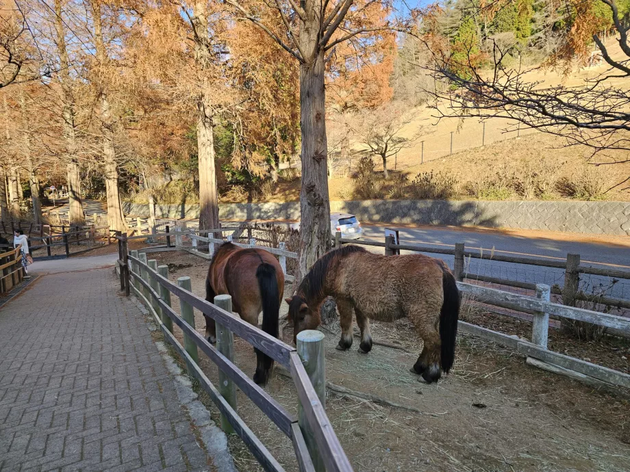 Pâturage de Rokkosan