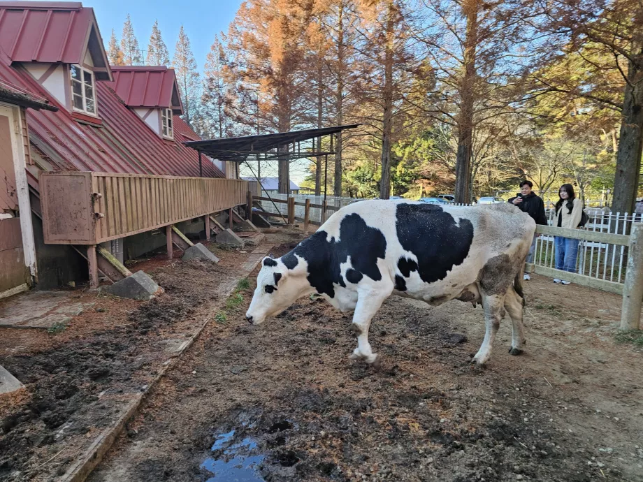 Pâturage de Rokkosan