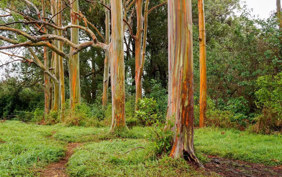 Arbres arc-en-ciel