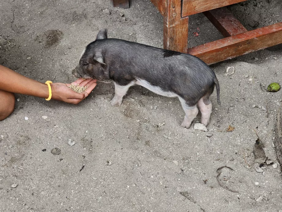 Nourrir les cochons sur l'île aux cochons